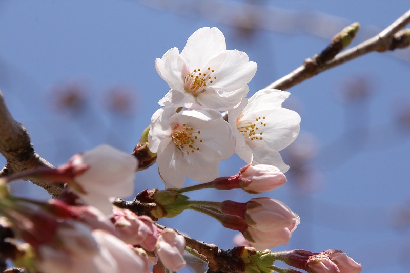 3月25日(水)春休み清掃作業