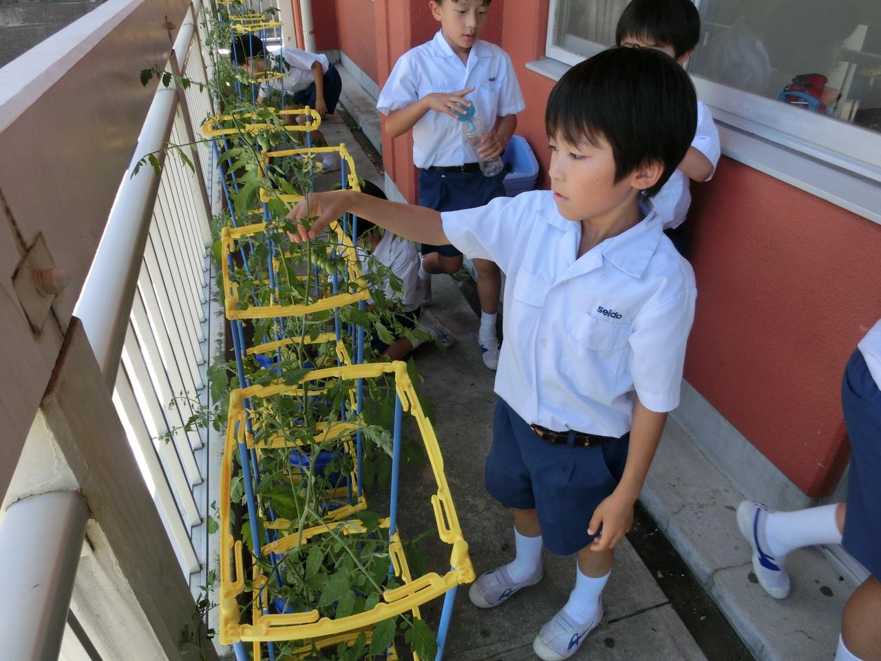 左手に虫かご、右手には虫取り網