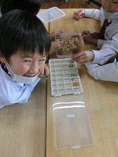 2年の生活科「ハトの餌」